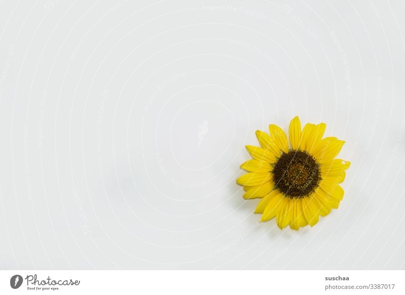 blossom of a sunflower on a white background Blossom Flower Sunflower petals Yellow Copy Space White Nature Close-up Deserted Detail Plant from on high flatlay