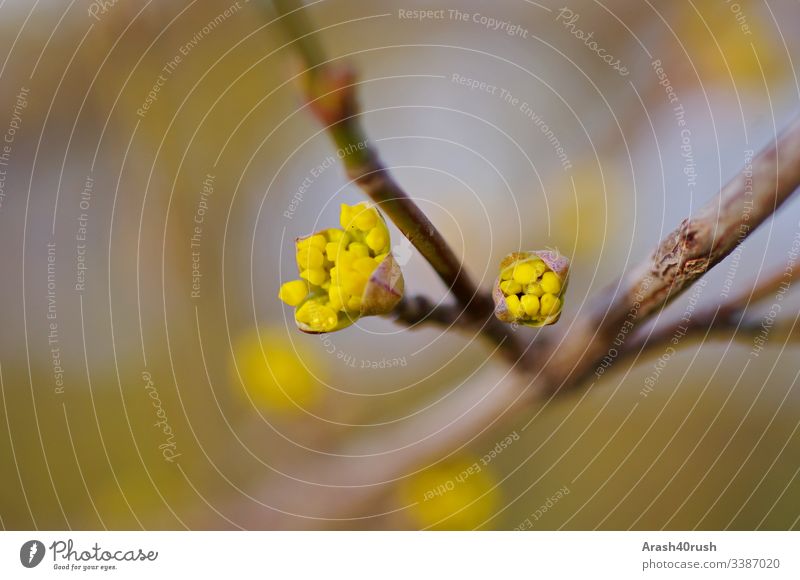 Yellow small rolling buds small buds twigs Spring flowering plant spring branch