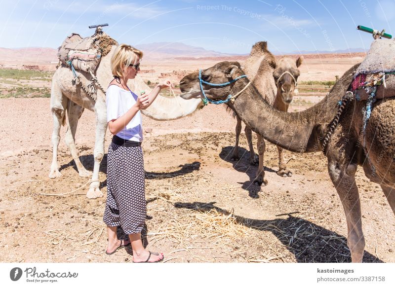 Young woman with a camels in Morocco. female dromedary pet desert girl adventure animal arabia caucasian destination dunes egypt lady mehendi morocco nomad