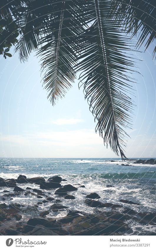 Palm leaves against the sun on a tropical beach. summer palm leaf sea ocean blue minimalism vacation holiday peaceful vintage retro instagram effect filtered