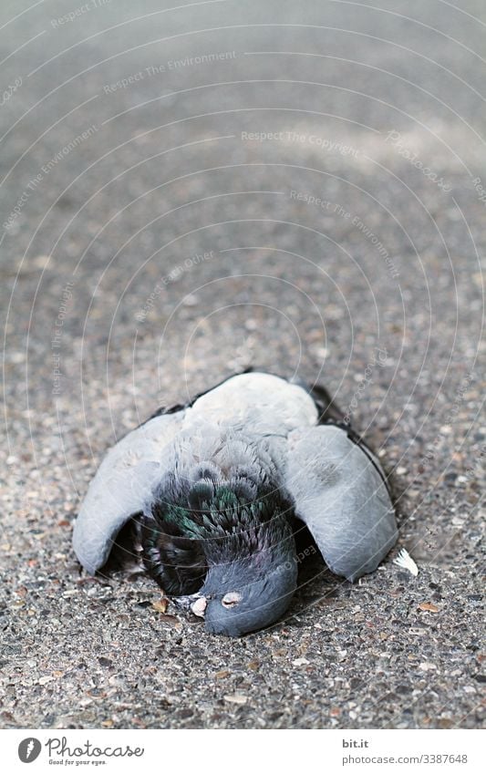 Front view of a dead dove, lying lifeless on the asphalt of a street, with head and wings hanging down. Pigeon Death Starved Bird Grand piano Feather Peace