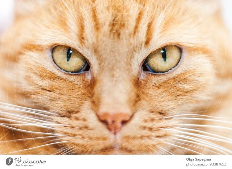 old red cat face animal close up portrait domestic eyes feline kitten head close-up pet mammal cute fur nose looking kitty hair furry whiskers staring beautiful