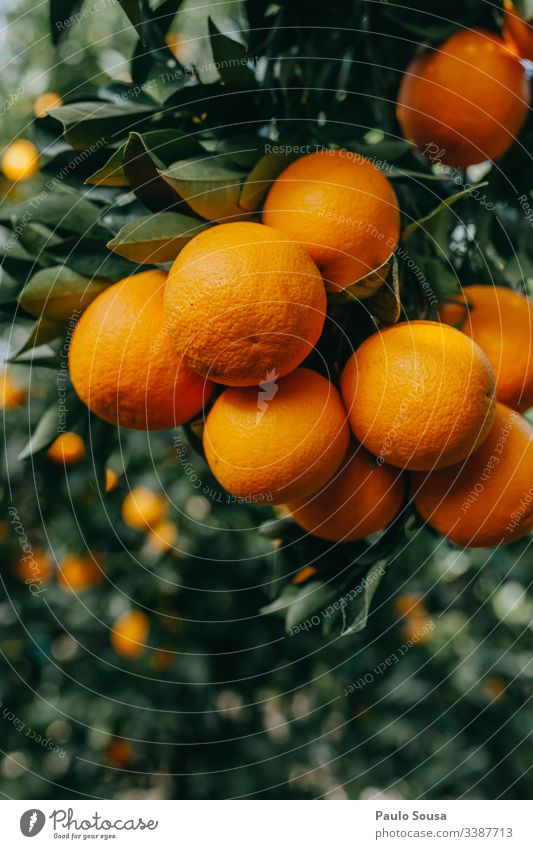 Closeup oranges in a tree Orange Orange juice Juice Fresh Fruit Healthy Vitamin Refreshment Citrus fruits Vitamin C Nutrition Food citrus Healthy Eating