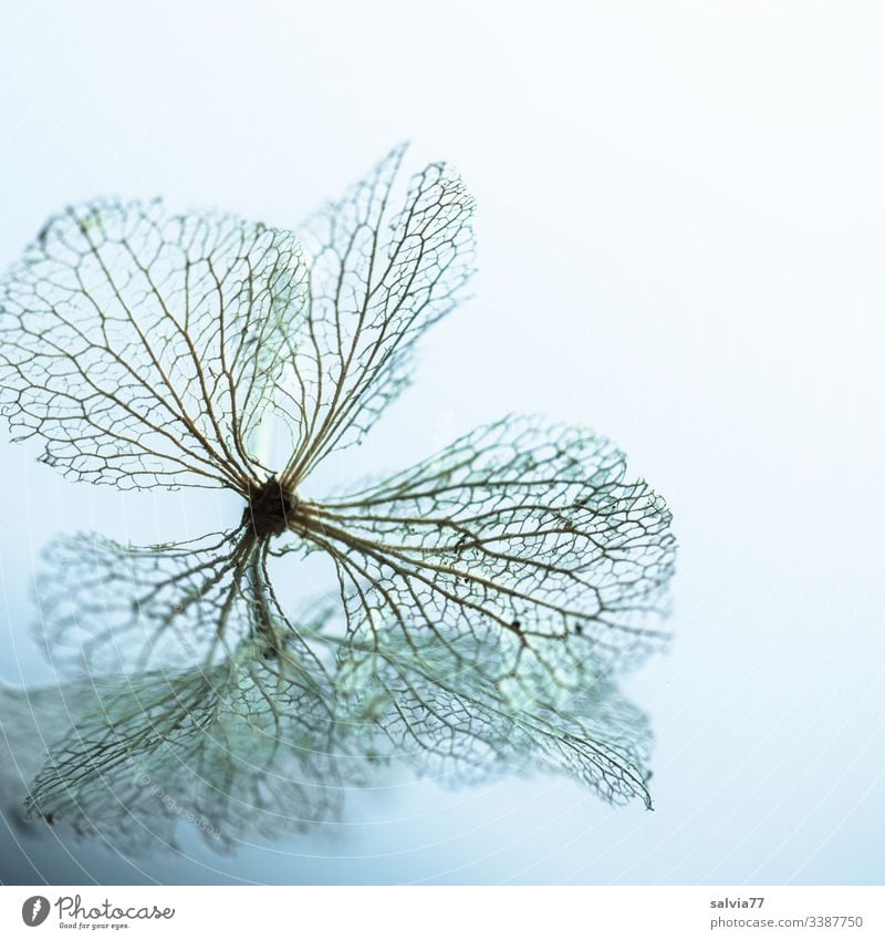 Mirror image of transience Nature Macro (Extreme close-up) Blossom Hydrangea blossom Structures and shapes Transience Rachis Deserted Shallow depth of field