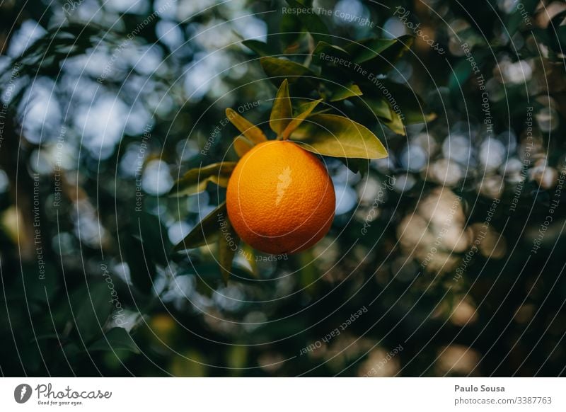 Isolated Orange in a tree closeup background natural green color detail Natural Nature Exterior shot Orange tree Vitamin C Shallow depth of field Day