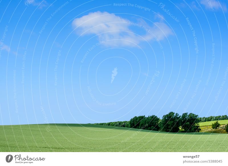 Green hilly field under blue sky with a few clouds Field Cornfield early summer Spring wax Nature Grain Landscape Agricultural crop Grain field Deserted