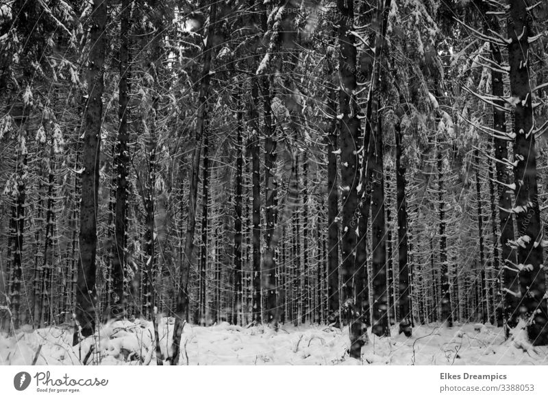 Verschneiter Winterwald Wald Schnee Eifelwald Bäume