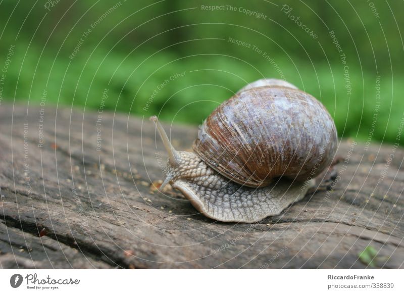 escargot Animal Snail 1 Sit Natural Slimy Brown Green Serene Patient Indifferent Speed Colour photo Exterior shot Close-up Day Shadow Low-key
