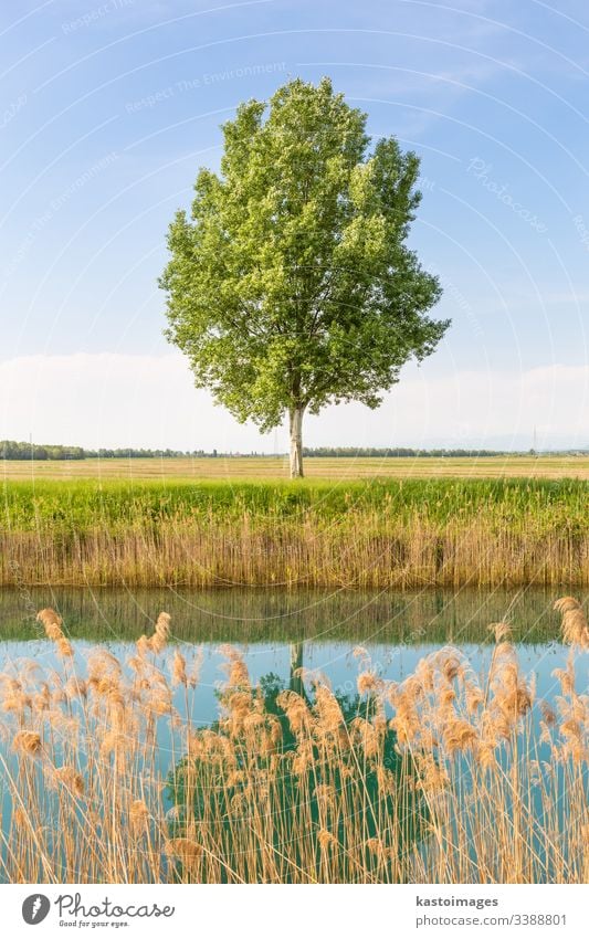 Green tree in the field by river. meadow grass green landscape nature sky background horizon natural summer sunny big branch single countryside environment