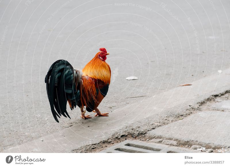A colourful rooster runs in the street Rooster Street out variegated Free Asia Animal Asphalt Concrete Gray