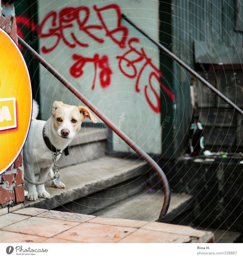 Will finally go for a walk Wall (barrier) Wall (building) Stairs Entrance Animal Pet Dog 1 Observe Sadness Wait Authentic Graffiti Dog lead Chained up Patient