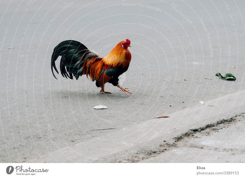 A rooster with coloured feathers, running along a road Rooster variegated Animal Swagger take a walk Splendid Pride Street Asphalt Things Plumed Farm Poultry