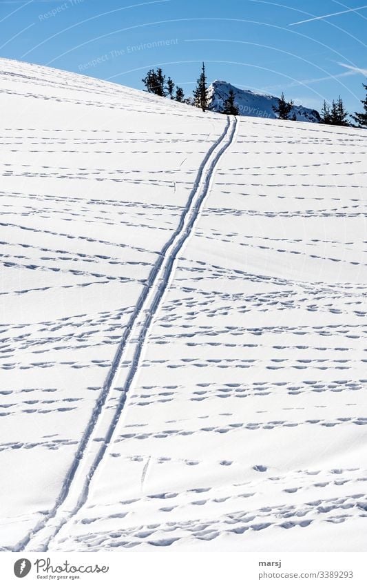 Game tracks crossing a ski track in the snow Snowscape Ski tracks wildlife trails Parallel Snowcapped peak Cross Muddled Blue background Blue sky Winter sports
