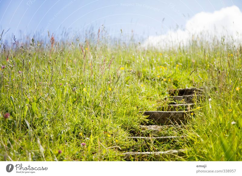 The way to summer Environment Nature Landscape Sky Spring Summer Grass Field Natural Green Stairs Colour photo Exterior shot Deserted Day Shallow depth of field