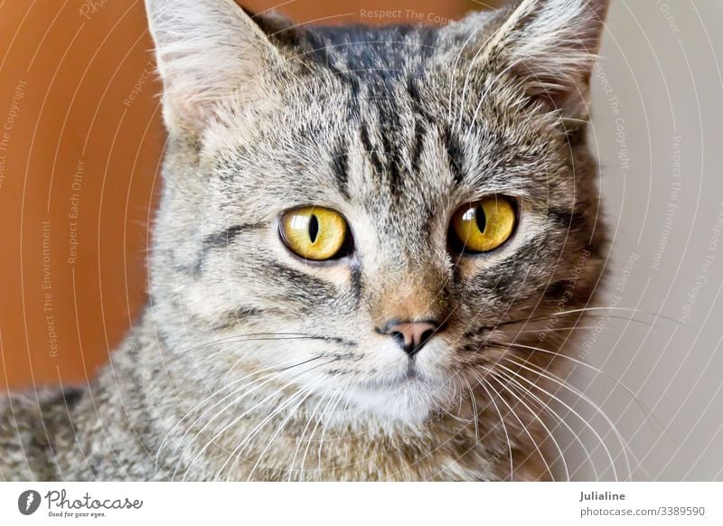 Cat portrait with yellow eyes cat feline pet animal stripe grey mammal moustache mustache whiskers sideburns