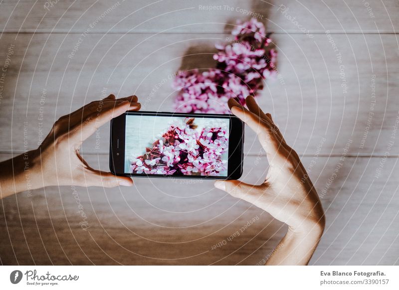 woman taking a picture of beautiful pink almond tree flowers indoors. Technology and springtime concept mobile phone technology camera screen hand blooming