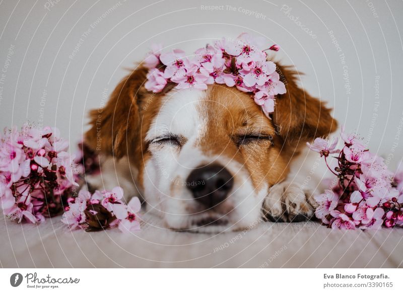 portrait of cute jack russell dog relaxing at home wearing a beautiful wreath of almond tree flowers. springtime concept pet crown decoration blooming pink
