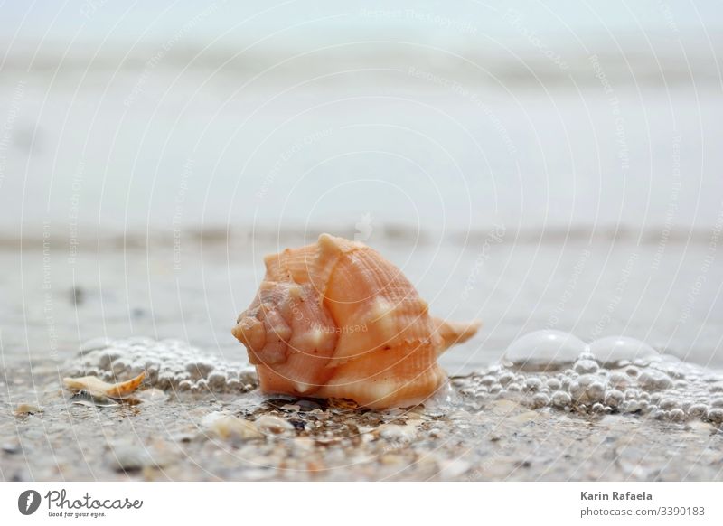 Shell in the surf Mussel Ocean Sandy beach Water Beach Coast Colour photo Exterior shot Waves Vacation & Travel Deserted Summer Wet Calm Beautiful weather