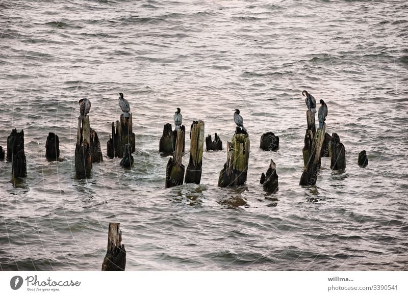 Cormorants sitting on groynes in the Baltic Sea Ocean Lake Group of animals new jaw birds Bird Water waterfowls Waves