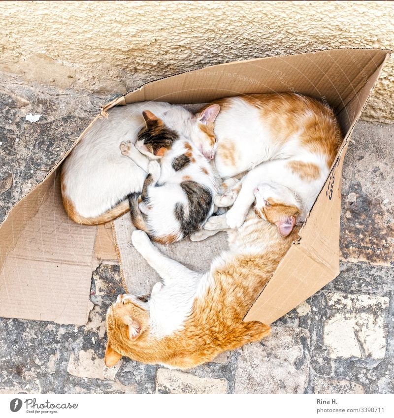 Cat family ( Hartz IV ) cat family cats Cuddling Kitten at home arm out Footpath Pet Domestic Cute