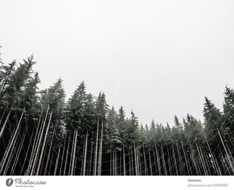 Wald Bäume Nadelwald Himmel schlechtes Wetter Regen USA Amerika Washington State gruselig unheimlich Horror groß