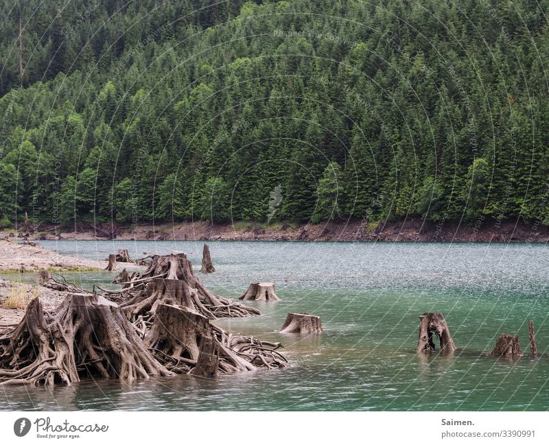 Lake of the tree corpses see Forest Nature Tree stump huts Water Wilderness USA Americas Washington State roots wood green Blue