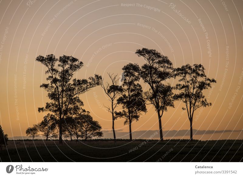 The silhouettes of the eucalyptus trees stand out against the evening sky on the horizon Nature Landscape Twilight Plant Tree Horizon Silhouette Sky Dusk