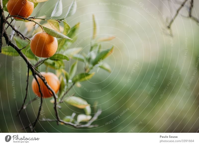 Oranges in a tree with copy space right Orange tree Nature Tree Exterior shot Colour photo Leaf Fruit Environment Beautiful weather Shallow depth of field