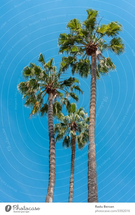 Palm Trees In California State california sunlight idyllic tranquil palm trees coconut group vacation scenic design america usa los angeles low angle view
