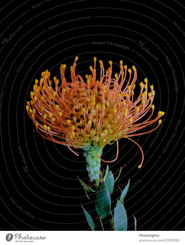 Flower "Pincushion" - black background Dark Close-up Macro (Extreme close-up) Black Copy Space bottom Yellow Plant Multicoloured Green Thorn peak Copy Space top