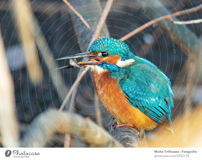 Kingfisher with fish in its beak kingfisher Bright Colours Detail Nature Bird Wild animal Animal Twigs and branches Grand piano plumage feathers Eyes Beak