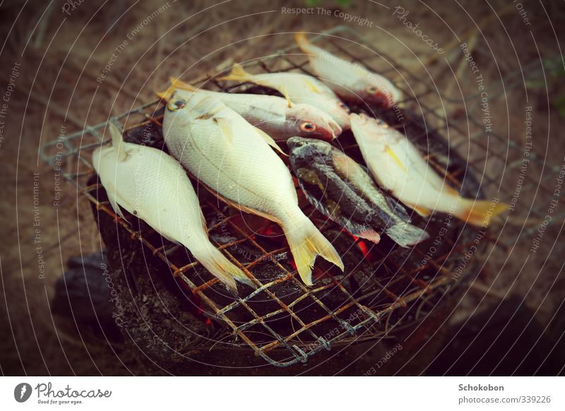 BBQ Fish Nutrition Picnic Barbecue (event) Joy Fishing (Angle) Trip Adventure Summer Nature Fire Ocean Animal Barbecue (apparatus) Metal Eating Catch Fragrance