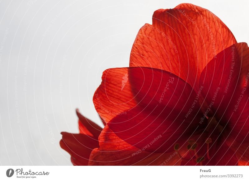 r like... | red Flower Blossom amaryllidaceae Amaryllis bulb flower Hippeastrum from South America Ornamental flower petals Stamp Stamen Back-light Delicate Red