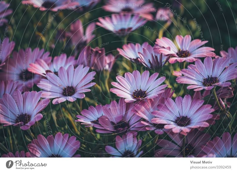 Flowers of Osteospermum 'Soprano Purple' commonly known as African daisy or Cape Daisy Flowering plant flower Plant fragility vulnerability Growth Freshness