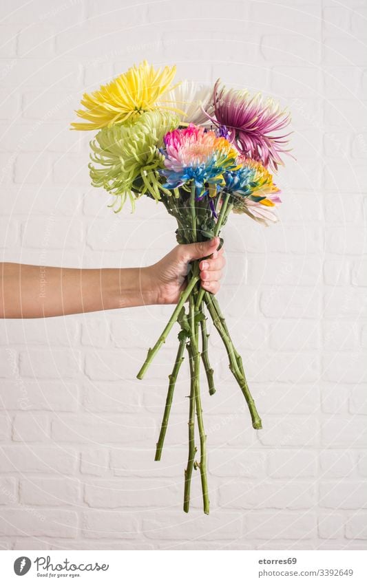 woman holding a bouquet of flowers of different colors arome background beautiful bloom blue chrysanthemum colorful daisy day decor flora floral give green hand