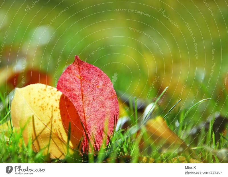 Autumn is here Grass Leaf Meadow To dry up Multicoloured Autumn leaves Autumnal Early fall Autumnal colours Sunlight Colour photo Exterior shot Close-up