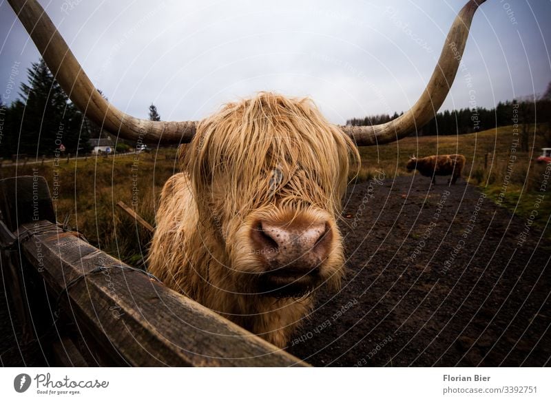 Highland Cow on a pasture in Scotland Highlandcow Animal Farm animal horns Cor anglais Pelt Wet shaggy Willow tree Fence Grass Cattle Eating Meat Vista cozy