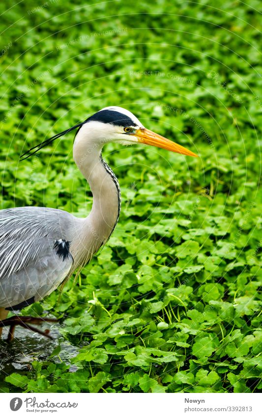 Grey Heron wading through a thick cover of vibrantly green duck weed in shallow waters in the Lee Valley, London Ardeidae Grey heron attention bank beak