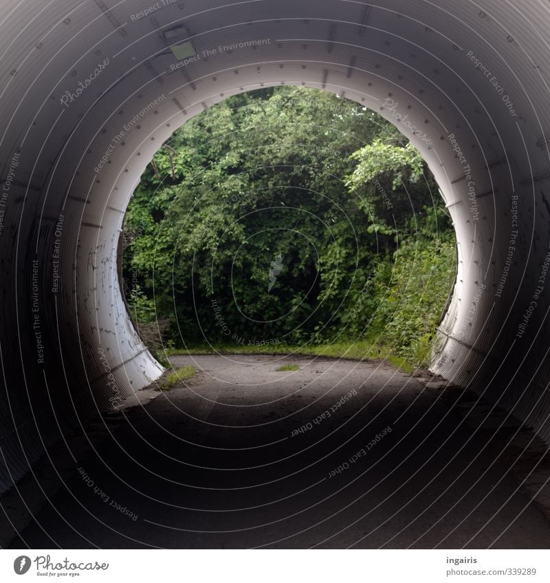 Look down the tube! Nature Plant Tree Bushes Tunnel Underpass Street Lanes & trails Concrete Cold Round Gray Green Black Moody Curiosity Protection Pipe Passage