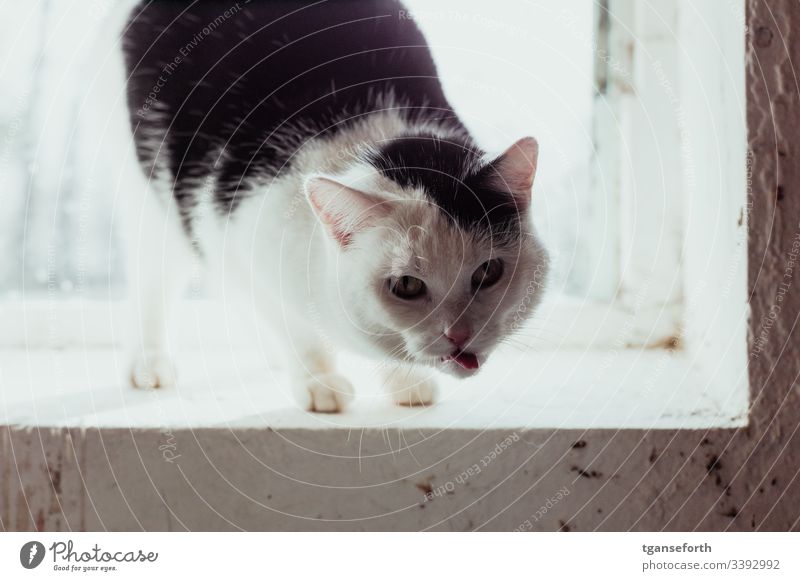 Cat sticks out its tongue flow Animal Pet Domestic cat Looking Deserted show tongue Tongue stick out one's tongue Pelt Animal portrait Animal face Whisker