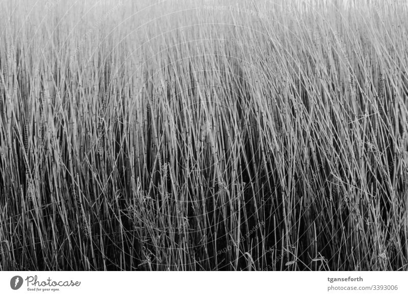 waving reed reedgrass grass Nature Meadow Close-up Detail Blade of grass Exterior shot Deserted Day Environment Natural Winter Plant
