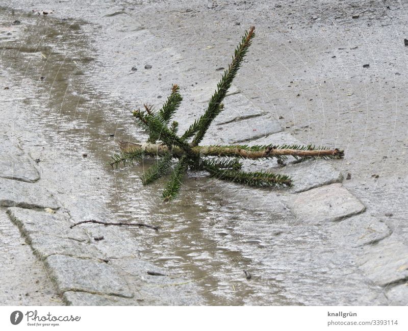 Fir tip lying in mud in an animal enclosure fir tree Top of the Christmas tree Old Deserted Winter Exterior shot Fir tree Tree Colour photo Sludgy Bad weather