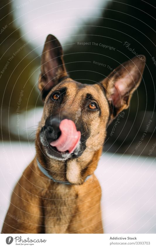 German Shepherd with tongue out dog funny pet animal cute shepherd german breed canine domestic friend brown sheepdog background puppy happy guard young