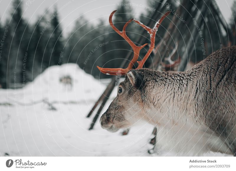 Reindeer in snowy countryside reindeer winter antler animal lapland domestic mammal nature finland nobody polar north cold cool frost weather fur harmony