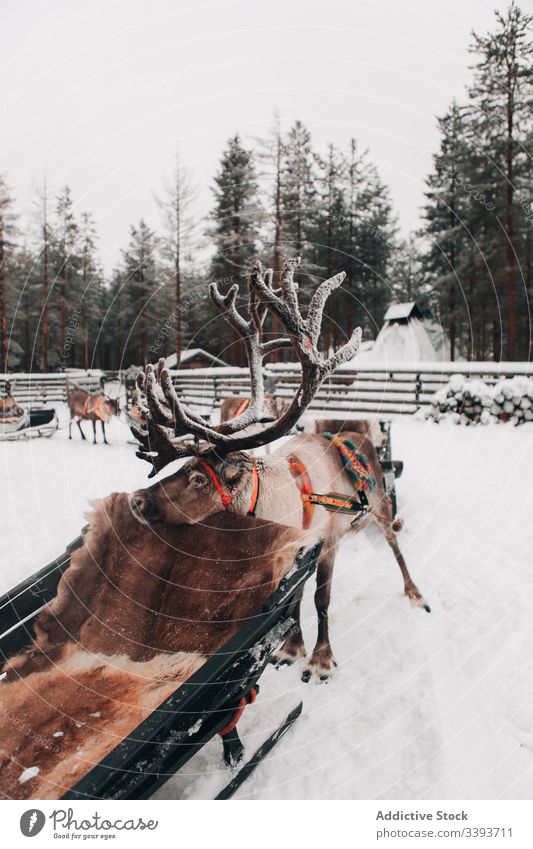 Reindeer with sleigh in snowy countryside reindeer winter antler animal lapland domestic mammal nature nobody polar north cold cool frost weather fur harmony