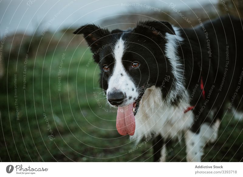 Happy purebred dog enjoying walk in park pedigreed tongue out grass pet canine domestic friend mammal adorable green loyal active fluffy animal breed obedient