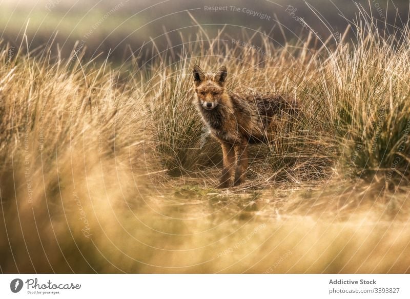 Wild animal in dry grass in autumn wild fox nature field countryside fauna mammal carnivore rural habitat curious creature environment specie adorable dog