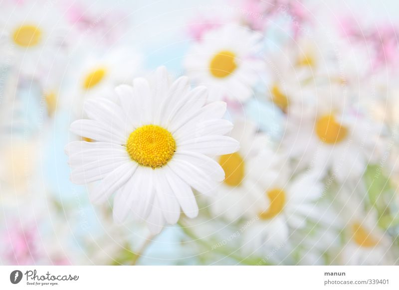 daisies Nature Plant Spring Summer Flower Wild plant Marguerite Meadow flower Bright Beautiful Blue Pink White Colour photo Deserted Copy Space left