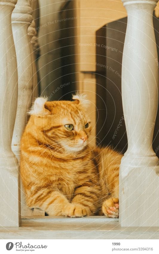 Orange cat chilling Cat Pet Animal portrait Domestic cat Cat eyes Cat lover relax Relaxation orange cat Kitten kitten cat cat portrait Whiskers Home Mammal Cute