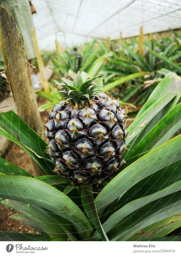Pineapple in a greenhouse Delicious Food Fresh Fruit Landscape Nature Plant Environment Diet Healthy Vegetarian diet Thorny Sweet Juicy Sour Exotic Azores